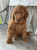 Brooklyn, a female Irish Doodle for sale in Wooster, OH – 10 of 10