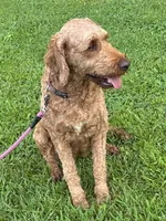 Maggie, a female Irish Doodle for sale in Wooster, OH – 6 of 10