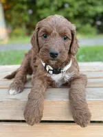 Juniper, a female Irish Doodle for sale in Wooster, OH – 4 of 10