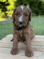 Maple, a female Irish Doodle for sale in Wooster, OH – 3 of 9