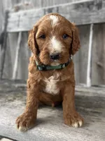 Ash, a male Irish Doodle for sale in Wooster, OH – 7 of 10