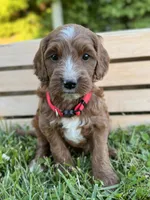 Hazel, a female Irish Doodle for sale in Wooster, OH – 2 of 10