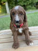 Hazel, a female Irish Doodle for sale in Wooster, OH – 7 of 10