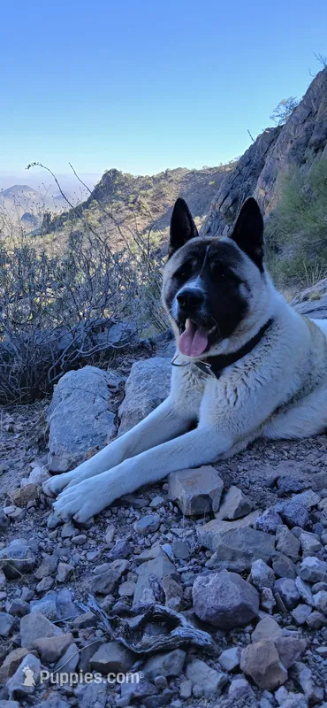 Mack, a male Akita for sale in Tucson, AZ – 1 of 1