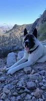 Mack, a male Akita for sale in Tucson, AZ – 1 of 1