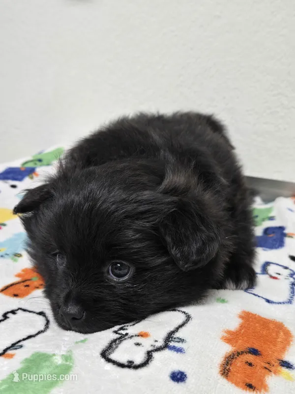 Tuxedo boy small – Japanese Chin, Pomeranian puppy for sale in Saint George, UT