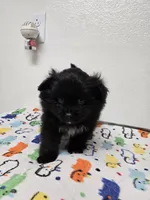 Tuxedo boy small, a  Japanese Chin and Pomeranian for sale in Saint George, UT – 2 of 3