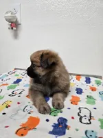 Nike, a  Pomeranian for sale in Saint George, UT – 5 of 10