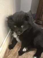 Nike, a  Pomeranian for sale in Saint George, UT – 9 of 10