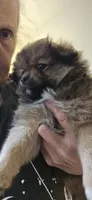 Nike, a  Pomeranian for sale in Saint George, UT – 2 of 10
