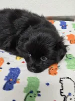 Nike, a  Pomeranian for sale in Saint George, UT – 10 of 10