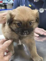 Moose, a  Japanese Chin and Pomeranian for sale in Saint George, UT – 4 of 5