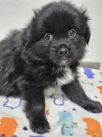 Nike, a  Pomeranian for sale in Saint George, UT – 8 of 10