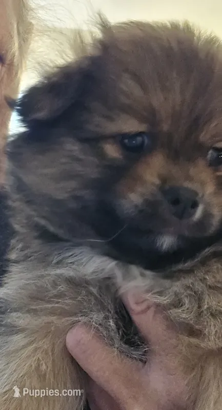 Nike – Pomeranian puppy for sale in Saint George, UT