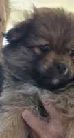 Nike, a  Pomeranian for sale in Saint George, UT – 1 of 10