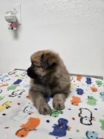 Nike, a  Pomeranian for sale in Saint George, UT – 6 of 10