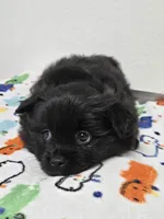 Tuxedo boy small, a  Japanese Chin and Pomeranian for sale in Saint George, UT – 3 of 3