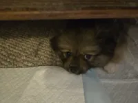 Nike, a  Pomeranian for sale in Saint George, UT – 4 of 10