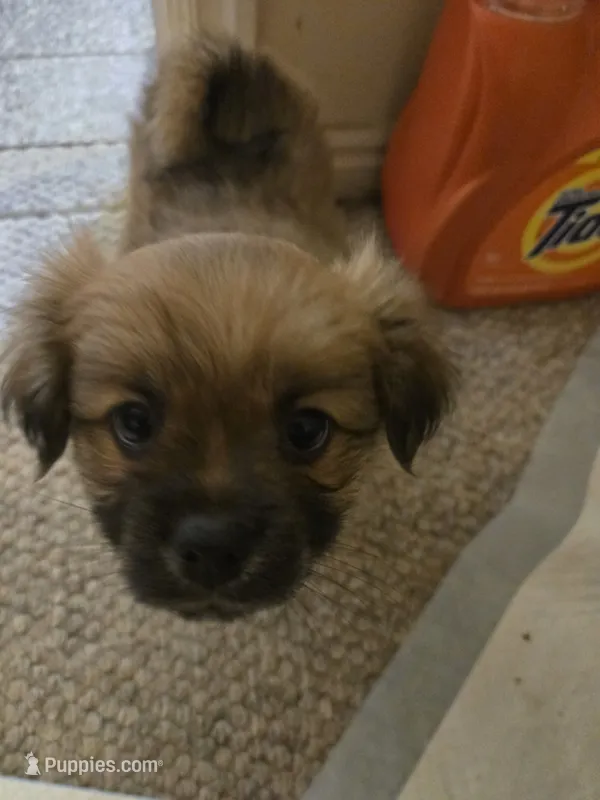 Moose – Japanese Chin, Pomeranian puppy for sale in Saint George, UT