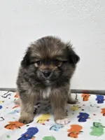 Nike, a  Pomeranian for sale in Saint George, UT – 7 of 10
