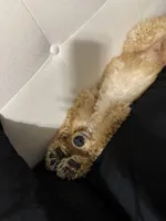 Obi-Wan Kenobi, a male Goldendoodle for sale in Phoenix, AZ – Photo 3 of 5