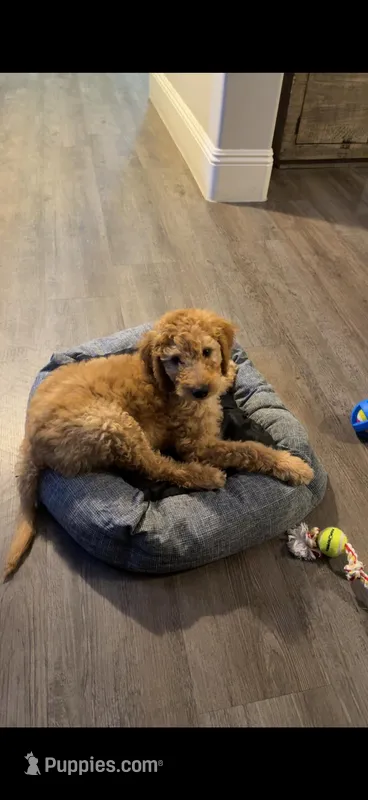 Obi-Wan Kenobi, a male Goldendoodle for sale in Phoenix, AZ – Photo 1 of 5