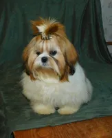 Niska, a female Shih Tzu for sale in Sanford, NC – Photo 2 of 2