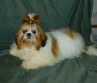 Niska, a female Shih Tzu for sale in Sanford, NC – Photo 1 of 2