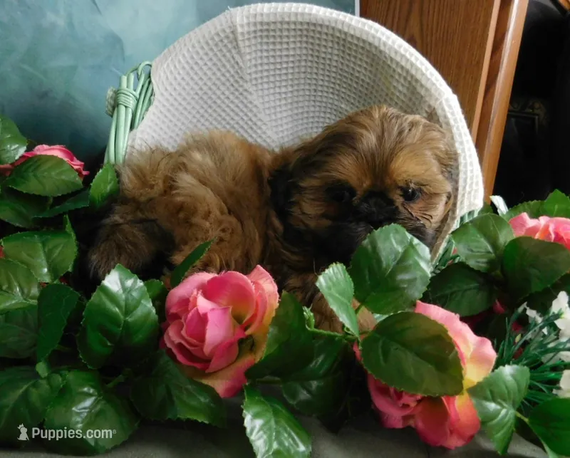 Jazzi's Little Jazz – Shih Tzu puppy for sale in Sanford, NC