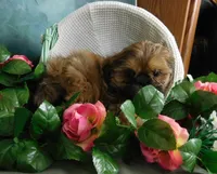 Jazzi's Little Jazz, a female Shih Tzu for sale in Sanford, NC – 1 of 6