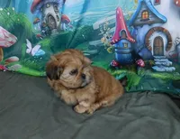 Pixy, a female Shih Tzu for sale in Sanford, NC – Photo 8 of 8