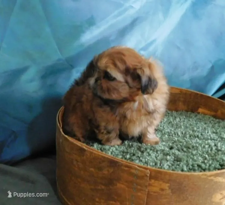 Pixy, a female Shih Tzu for sale in Sanford, NC – Photo 1 of 8