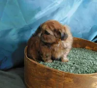 Pixy, a female Shih Tzu for sale in Sanford, NC – Photo 1 of 8