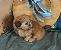 Pixy, a female Shih Tzu for sale in Sanford, NC – Photo 4 of 8