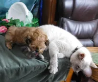 Pixy, a female Shih Tzu for sale in Sanford, NC – Photo 6 of 8