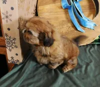 Pixy, a female Shih Tzu for sale in Sanford, NC – Photo 5 of 8