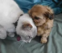 Pixy, a female Shih Tzu for sale in Sanford, NC – Photo 3 of 8