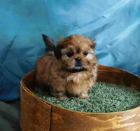 Pixy, a female Shih Tzu for sale in Sanford, NC – Photo 2 of 8
