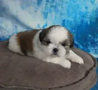 Kolby, a male Shih Tzu for sale in Sanford, NC – Photo 1 of 4