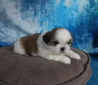 Kolby, a male Shih Tzu for sale in Sanford, NC – Photo 4 of 4