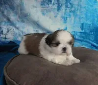 Kolby, a male Shih Tzu for sale in Sanford, NC – Photo 2 of 4