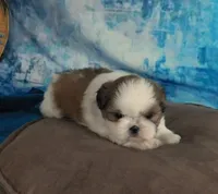 Kolby, a male Shih Tzu for sale in Sanford, NC – Photo 3 of 4