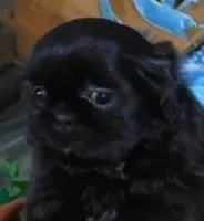 Kadett=Easy Going, a male Shih Tzu for sale in Sanford, NC – Photo 5 of 10