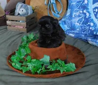 Kadett=Easy Going, a male Shih Tzu for sale in Sanford, NC – Photo 4 of 10