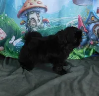 Kadett=Easy Going, a male Shih Tzu for sale in Sanford, NC – Photo 1 of 10