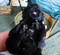 Kadett=Easy Going, a male Shih Tzu for sale in Sanford, NC – Photo 10 of 10