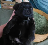 Kadett=Easy Going, a male Shih Tzu for sale in Sanford, NC – Photo 8 of 10