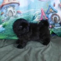 Kadett=Easy Going, a male Shih Tzu for sale in Sanford, NC – Photo 2 of 10