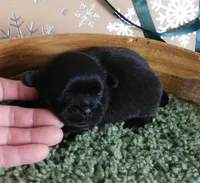 Kadett=Easy Going, a male Shih Tzu for sale in Sanford, NC – Photo 7 of 10