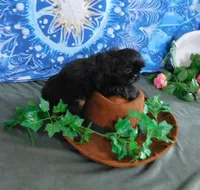 Kadett=Easy Going, a male Shih Tzu for sale in Sanford, NC – Photo 6 of 10